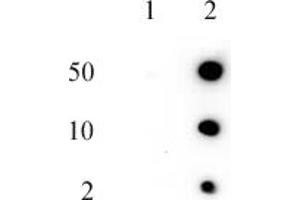 Histone H2AQ104me1 (pAb) tested by dot blot analysis. (Histone H2A anticorps  (meGln104))