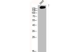 Western Blot analysis of 293T cells using FN1 Polyclonal Antibody