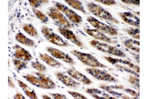 TCP1 beta was detected in paraffin-embedded sections of mouse gaster tissues using rabbit anti- TCP1 beta Antigen Affinity purified polyclonal antibody (Catalog # ) at 1 ? (CCT2 anticorps  (AA 414-535))