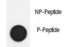 Dot blot analysis of phospho-SMAD2 antibody.
