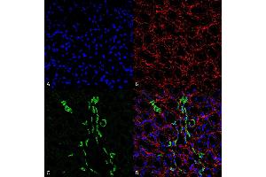 Immunohistochemistry analysis using Rabbit Anti-UT-A1 Polyclonal Antibody (ABIN2486300).