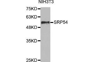 Western blot analysis of extracts of NIH3T3 cell lines, using SRP54 antibody. (SRP54 anticorps  (AA 196-455))