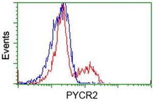 HEK293T cells transfected with either RC204525 overexpress plasmid (Red) or empty vector control plasmid (Blue) were immunostained by anti-PYCR2 antibody (ABIN2453560), and then analyzed by flow cytometry. (PYCR2 anticorps)