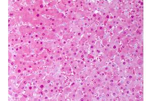 Anti-SOD1 antibody IHC of human liver, hephatocytes. (SOD1 anticorps  (Biotin))