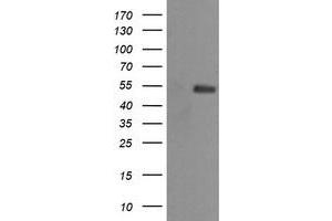 Image no. 2 for anti-Mdm4-binding Protein (MDM4) antibody (ABIN1499358) (MDM4-binding Protein anticorps)