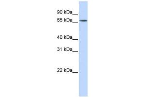 HNRNPR antibody used at 1 ug/ml to detect target protein. (HNRNPR anticorps  (N-Term))