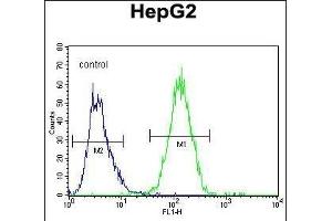 GFER Antibody (C-term) (ABIN655619 and ABIN2845099) flow cytometric analysis of HepG2 cells (right histogram) compared to a negative control cell (left histogram). (GFER anticorps  (C-Term))