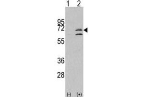 Western Blotting (WB) image for anti-Mitogen-Activated Protein Kinase 15 (MAPK15) antibody (ABIN3003285) (MAPK15 anticorps)