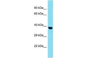 Host: Rabbit Target Name: SGCZ Sample Type: HepG2 Whole Cell lysates Antibody Dilution: 1. (SGCZ anticorps  (C-Term))