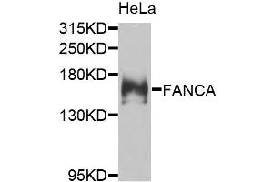 Western blot analysis of extracts of HeLa cells, using FANCA antibody. (FANCA anticorps)