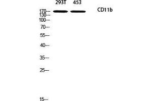 Western Blot (WB) analysis of 293T 453 using CD11b antibody. (CD11b anticorps)