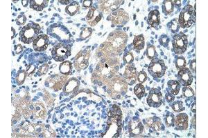 Image no. 1 for anti-GNAS Complex Locus (GNAS) (AA 51-100) antibody (ABIN203445)