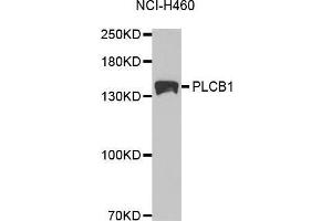 Western blot analysis of extracts of NCI-H460 cell lines, using PLCB1 antibody. (Phospholipase C beta 1 anticorps  (AA 917-1216))