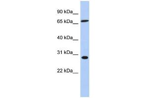 WB Suggested Anti-SFRS7 Antibody Titration: 0. (SFRS7 anticorps  (Middle Region))