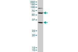 SLC36A2 monoclonal antibody (M04), clone 2H3. (SLC36A2 anticorps  (AA 1-71))