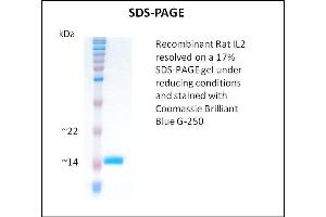 SDS-PAGE (SDS) image for Interleukin 2 (IL2) (Active) protein (ABIN5509807) (IL-2 Protéine)