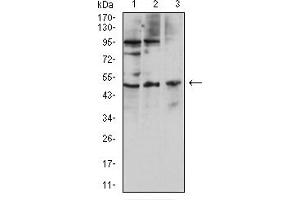 Western blot analysis using CD127 mouse mAb against Hela (1), HL-60 (2), and U937 (3) cell lysate. (IL7R anticorps  (AA 21-239))