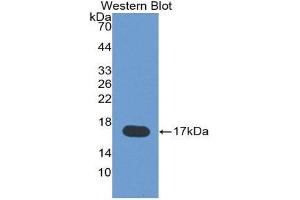 Western Blotting (WB) image for anti-Leptin (LEP) (AA 22-167) antibody (ABIN1859647) (Leptin anticorps  (AA 22-167))