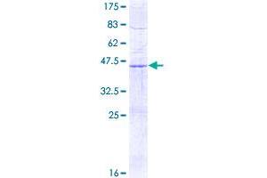 Image no. 1 for Succinate Dehydrogenase Complex, Subunit D, Integral Membrane Protein (SDHD) (AA 1-159) protein (GST tag) (ABIN1319369)