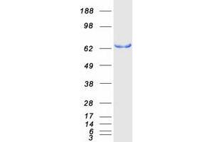 Validation with Western Blot