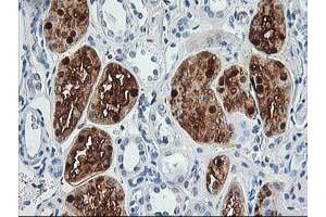 Immunohistochemistry (IHC) image for anti-Aminoacylase 1 (ACY1) antibody (ABIN1496456) (Aminoacylase 1 anticorps)