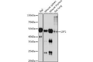 Western blot analysis of extracts of various cell lines, using LSP1 Rabbit mAb (ABIN7268319) at 1:1000 dilution. (LSP1 anticorps)