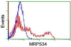 anti-Mitochondrial Ribosomal Protein S34 (MRPS34) antibody