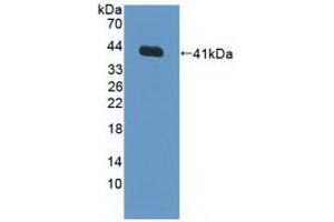 Western blot analysis of recombinant Human FNTa. (FNTA anticorps  (AA 51-366))
