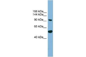 WB Suggested Anti-MAP7D1 Antibody Titration: 0. (MAP7D1 anticorps  (N-Term))