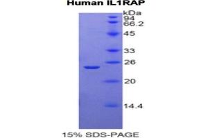SDS-PAGE of Protein Standard from the Kit  (Highly purified E. (IL1RAP Kit ELISA)