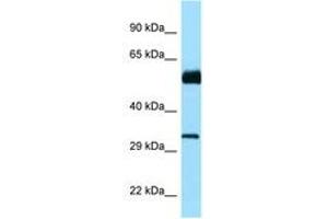 Image no. 1 for anti-Cell Division Cycle 20B (CDC20B) (AA 139-188) antibody (ABIN6748239) (CDC20B anticorps  (AA 139-188))