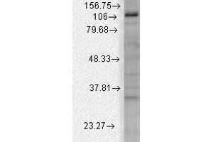 mSlo3 Western Blot. (KCNU1 anticorps)