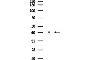 Western blot analysis of lysates from Hela cells(starvation,24h treatment), using Synaptotagmin Antibody at 1/1000 dilution.