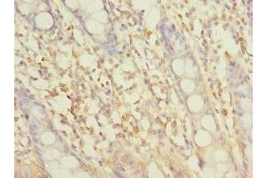 Immunohistochemistry of paraffin-embedded human colon tissue using ABIN7162305 at dilution of 1:100 (SLC6A16 anticorps  (AA 1-138))