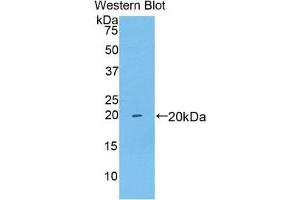 Western Blotting (WB) image for anti-Brain-Derived Neurotrophic Factor (BDNF) (AA 25-192) antibody (ABIN2117281) (BDNF anticorps  (AA 25-192))
