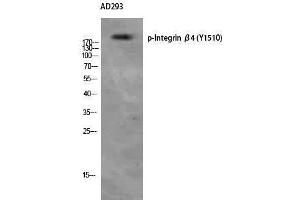 Western Blotting (WB) image for anti-Integrin beta 4 (ITGB4) (pTyr1510) antibody (ABIN3173288) (Integrin beta 4 anticorps  (pTyr1510))