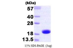 Troponin C (AA 1-160) protein