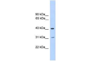 WB Suggested Anti-PHOSPHO2 Antibody Titration:  0.