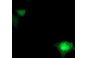 Anti-FDFT1 mouse monoclonal antibody (ABIN2454982) immunofluorescent staining of COS7 cells transiently transfected by pCMV6-ENTRY FDFT1 (RC201392). (FDFT1 anticorps)