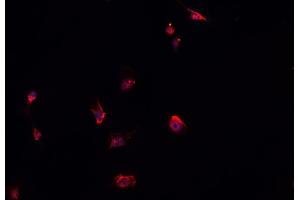 ABIN6278456 staining HepG2? (ELMO1 anticorps)