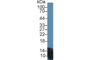 Detection of INS in Mouse Pancreas lysate using Polyclonal Antibody to Insulin (INS)