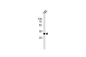 Western blot analysis of lysate from 293 cell line, using RPS6 Antibody (N-term) .