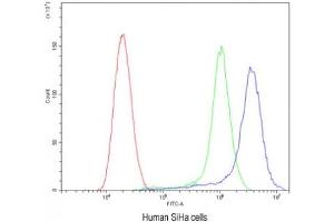 Flow cytometry testing of human SiHa cells with ATG14L antibody at 1ug/10^6 cells (blocked with goat sera) (ATG14 anticorps)