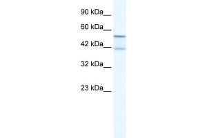 WB Suggested Anti-KCNK10 Antibody Titration:  2. (KCNK10 anticorps  (N-Term))