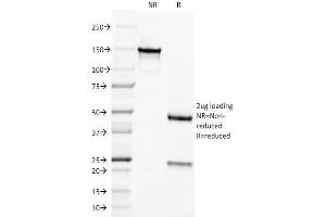 SDS-PAGE Analysis of Purified Chromogranin A Monoclonal Antibody (LK2H10). (Chromogranin A anticorps)