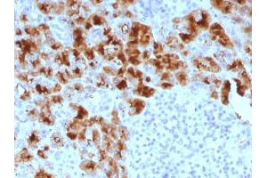 Formalin-fixed, paraffin-embedded human Pancreas stained with GP2 Mouse Monoclonal Antibody (GP2/1803). (GP2 anticorps  (AA 35-179))
