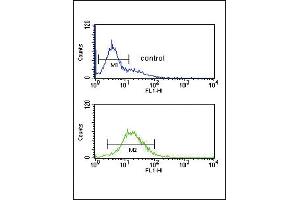 GZ Antibody (Center) (ABIN390763 and ABIN2841021) flow cytometric analysis of K562 cells (bottom histogram) compared to a negative control cell (top histogram).
