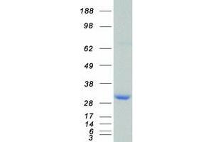 Validation with Western Blot