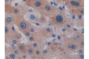 IHC-P analysis of Simian Liver Tissue, with DAB staining.
