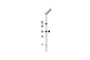 Anti-PRSS23 Antibody (Center) at 1:2000 dilution + S whole cell lysate Lysates/proteins at 20 μg per lane. (PRSS23 anticorps  (AA 156-191))